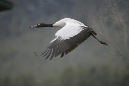 Black Necked Crane Festival